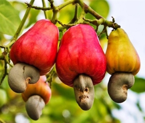 Hạt Điều